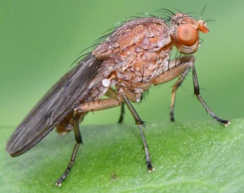 Réf. 337 854 : Suillia affinis